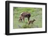 Rocky Mountain Cow Elk and Calf-Ken Archer-Framed Photographic Print