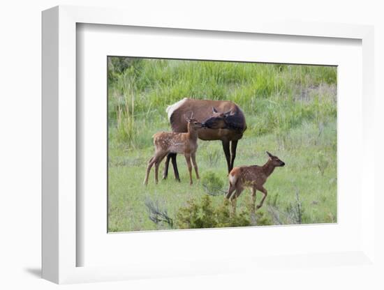 Rocky Mountain Cow Elk and Calf-Ken Archer-Framed Photographic Print