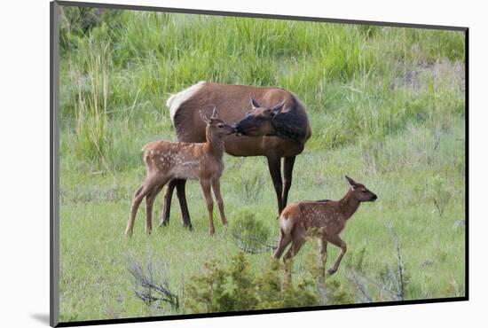 Rocky Mountain Cow Elk and Calf-Ken Archer-Mounted Photographic Print