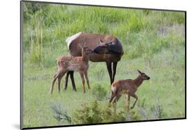 Rocky Mountain Cow Elk and Calf-Ken Archer-Mounted Photographic Print