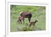 Rocky Mountain Cow Elk and Calf-Ken Archer-Framed Photographic Print