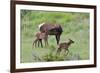 Rocky Mountain Cow Elk and Calf-Ken Archer-Framed Photographic Print