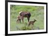 Rocky Mountain Cow Elk and Calf-Ken Archer-Framed Photographic Print