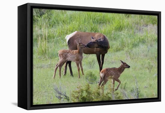 Rocky Mountain Cow Elk and Calf-Ken Archer-Framed Stretched Canvas