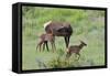 Rocky Mountain Cow Elk and Calf-Ken Archer-Framed Stretched Canvas