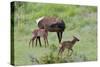 Rocky Mountain Cow Elk and Calf-Ken Archer-Stretched Canvas