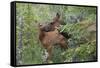 Rocky Mountain Cow Elk with Calf-Ken Archer-Framed Stretched Canvas