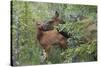 Rocky Mountain Cow Elk with Calf-Ken Archer-Stretched Canvas