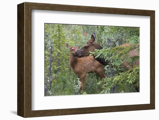 Rocky Mountain Cow Elk with Calf-Ken Archer-Framed Photographic Print