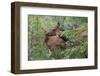 Rocky Mountain Cow Elk with Calf-Ken Archer-Framed Photographic Print