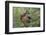 Rocky Mountain Cow Elk with Calf-Ken Archer-Framed Photographic Print