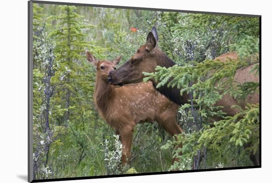 Rocky Mountain Cow Elk with Calf-Ken Archer-Mounted Photographic Print
