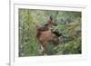 Rocky Mountain Cow Elk with Calf-Ken Archer-Framed Premium Photographic Print