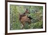 Rocky Mountain Cow Elk with Calf-Ken Archer-Framed Premium Photographic Print