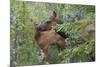 Rocky Mountain Cow Elk with Calf-Ken Archer-Mounted Premium Photographic Print