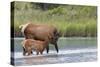 Rocky Mountain cow elk with calf-Ken Archer-Stretched Canvas