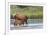 Rocky Mountain cow elk with calf-Ken Archer-Framed Photographic Print