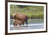Rocky Mountain cow elk with calf-Ken Archer-Framed Photographic Print