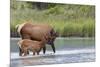 Rocky Mountain cow elk with calf-Ken Archer-Mounted Photographic Print