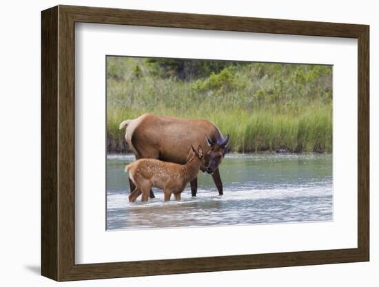 Rocky Mountain cow elk with calf-Ken Archer-Framed Photographic Print