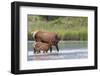 Rocky Mountain cow elk with calf-Ken Archer-Framed Photographic Print