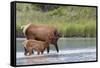 Rocky Mountain cow elk with calf-Ken Archer-Framed Stretched Canvas