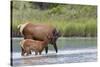 Rocky Mountain cow elk with calf-Ken Archer-Stretched Canvas