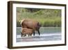 Rocky Mountain cow elk with calf-Ken Archer-Framed Photographic Print