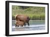 Rocky Mountain cow elk with calf-Ken Archer-Framed Photographic Print