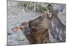 Rocky Mountain Cow Elk with Newborn Calf-Ken Archer-Mounted Photographic Print