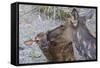 Rocky Mountain Cow Elk with Newborn Calf-Ken Archer-Framed Stretched Canvas