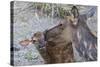 Rocky Mountain Cow Elk with Newborn Calf-Ken Archer-Stretched Canvas