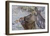 Rocky Mountain Cow Elk with Newborn Calf-Ken Archer-Framed Photographic Print