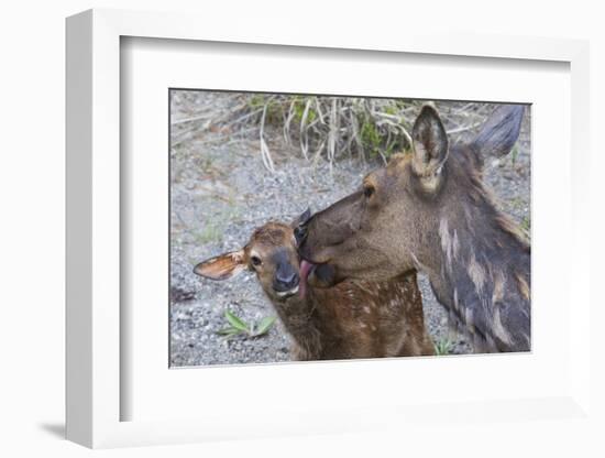 Rocky Mountain Cow Elk with Newborn Calf-Ken Archer-Framed Photographic Print