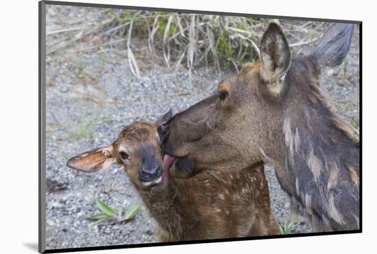 Rocky Mountain Cow Elk with Newborn Calf-Ken Archer-Mounted Photographic Print