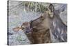 Rocky Mountain Cow Elk with Newborn Calf-Ken Archer-Stretched Canvas