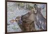 Rocky Mountain Cow Elk with Newborn Calf-Ken Archer-Framed Photographic Print