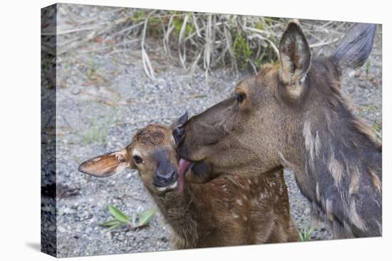 Rocky Mountain Cow Elk with Newborn Calf-Ken Archer-Stretched Canvas