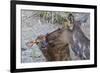 Rocky Mountain Cow Elk with Newborn Calf-Ken Archer-Framed Photographic Print