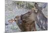 Rocky Mountain Cow Elk with Newborn Calf-Ken Archer-Mounted Photographic Print