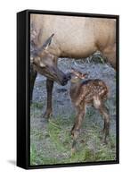 Rocky Mountain Cow Elk with Newborn Calf-Ken Archer-Framed Stretched Canvas