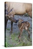 Rocky Mountain Cow Elk with Newborn Calf-Ken Archer-Stretched Canvas