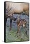 Rocky Mountain Cow Elk with Newborn Calf-Ken Archer-Framed Stretched Canvas