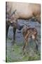 Rocky Mountain Cow Elk with Newborn Calf-Ken Archer-Stretched Canvas