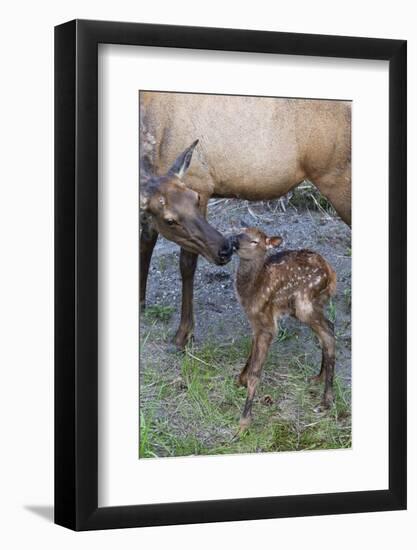 Rocky Mountain Cow Elk with Newborn Calf-Ken Archer-Framed Photographic Print