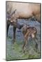 Rocky Mountain Cow Elk with Newborn Calf-Ken Archer-Mounted Photographic Print