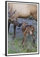 Rocky Mountain Cow Elk with Newborn Calf-Ken Archer-Framed Premium Photographic Print