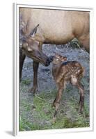 Rocky Mountain Cow Elk with Newborn Calf-Ken Archer-Framed Premium Photographic Print