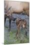 Rocky Mountain Cow Elk with Newborn Calf-Ken Archer-Mounted Photographic Print