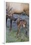 Rocky Mountain Cow Elk with Newborn Calf-Ken Archer-Framed Photographic Print